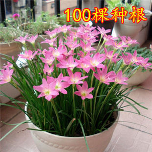 Onion Orchid, Leek Orchid, Storm Orchid, Double-Flowered Orchid Bulbs, Greening, Courtyard Balcony Potted Florals, Flowering, Cold-Resistant Weidong