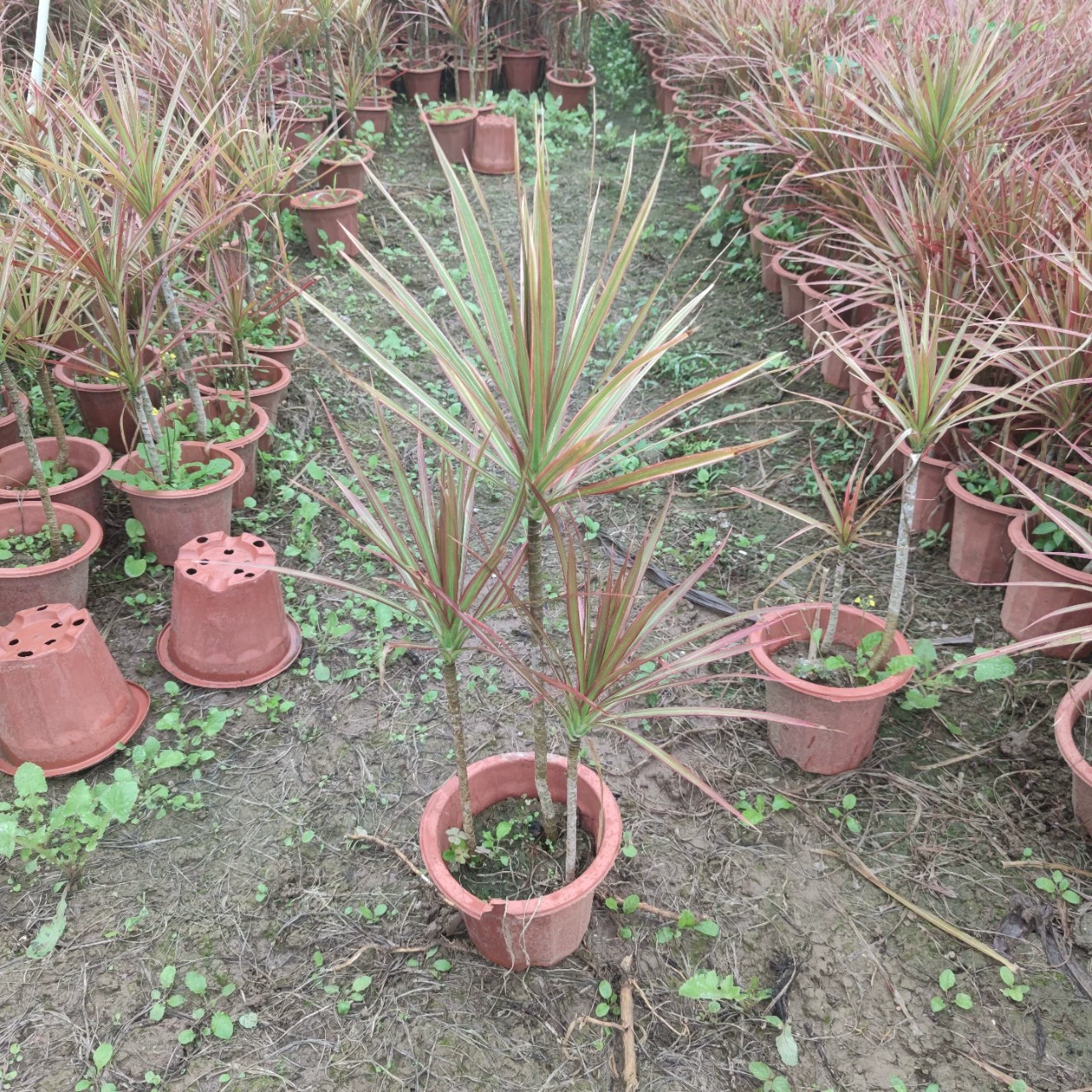 2303 база поставляет красочные тысячи деревьев 30- 80 см