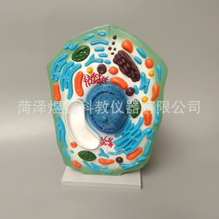 Animal and Plant Cell Contrast Model Teaching Cell Model for Middle and High School Students