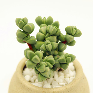 Antler Begonia Succulent Plant, Aged Stump, Woody Flower Combination Potted Green Plant, Easy to Care for Beginners