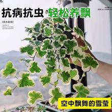 日本雪莹常春藤爱心叶出锦北欧ins风室内阳台垂吊小盆栽绿植易养