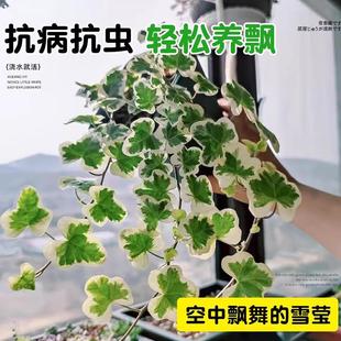 �ձ�ѩ�������ِ����~���\���Wins�L�҃��̨����С���ԾGֲ���B