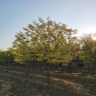 �@�־G������ �خaͥԺ���� �����ڵͷ�֦�S�� ��֦��8-15cm