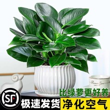 金钻盆栽植物铂金钻绿萝箩水培大叶绿植多肉办公室内懒人好养花卉