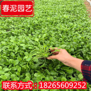Henan Dabinju Cup Seedlings Park Scenic Area Flower Sea Project Flower Seedlings Dabinju Base Grass Flowers Are in Large Quantities