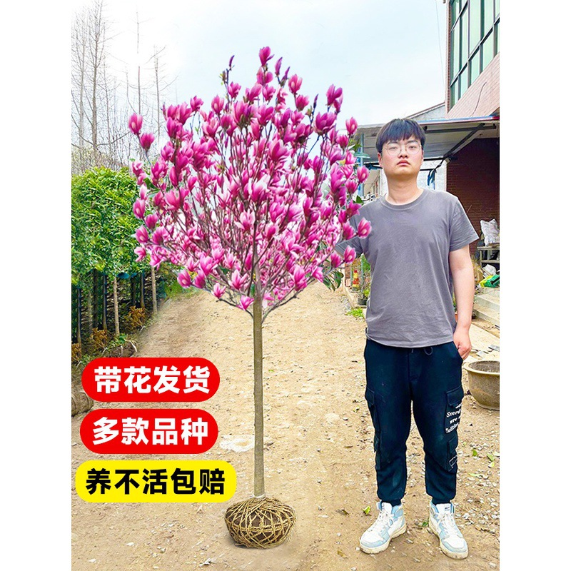 红白紫黄广玉兰花树苗带花苞二乔大树庭院地栽盆栽植物四季开花卉