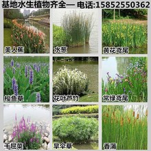 水培水生花卉美人蕉旱伞草水竹再力花黄菖蒲千屈菜苗池塘湿地植物