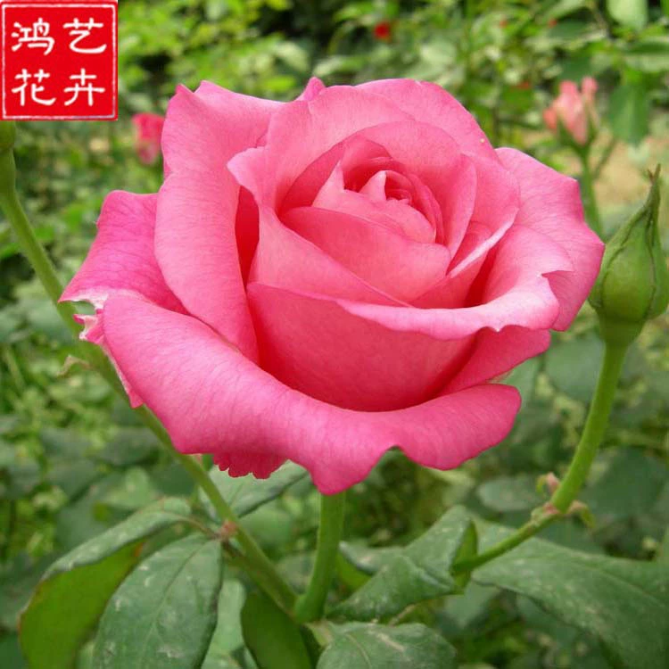 Розовые рассады цветут крупными цветами, ароматные розы для дома, балкона, четырехсезонные цветы в горшках и зеленые растения.