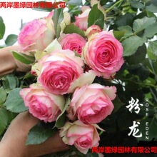 �Nޱ�����ٱ��¼��󻨝���ͥԺ����ֲ�ﻨ�����ԚW��õ���ļ��_��