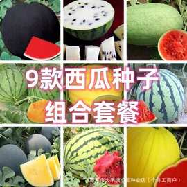 混装西瓜种子薄皮超甜无籽黑皮懒汉超大早熟阳台盆栽水果种子