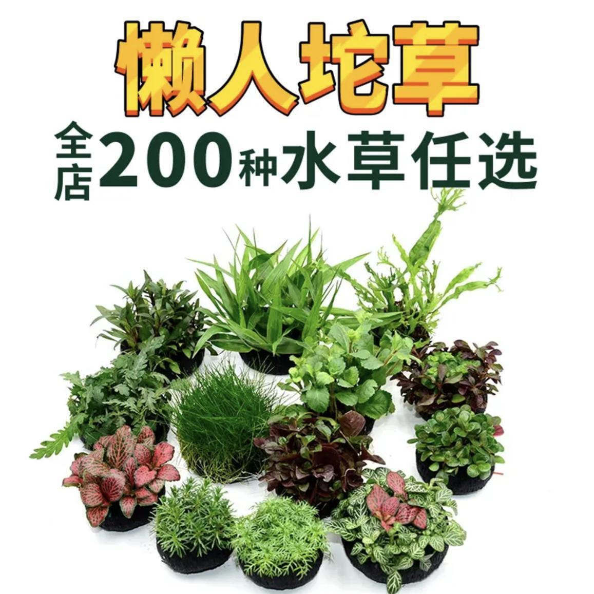水草组合套餐增氧水草懒人净化水质鱼缸坨草绿九冠虎耳莫斯造景无