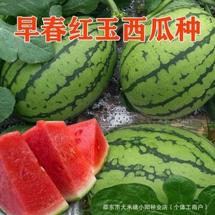 �紺�t��С���ϷN�Ӹ߮a��˺��Ƥ���ϷN�����Դ��Ĳ���ϷN��