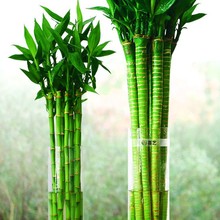 �����Ĳ��������^�����D�\���F��ֲ��ˮ�B�͏d�҃�����ˮ��F��