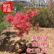 【粉色】映山红树苗毛杜鹃南方北方种植耐寒抗冻当年开花阳台庭院