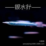 银针鱼热带淡水鱼上层漂浮白金银针小型观赏鱼易养耐活温顺鱼