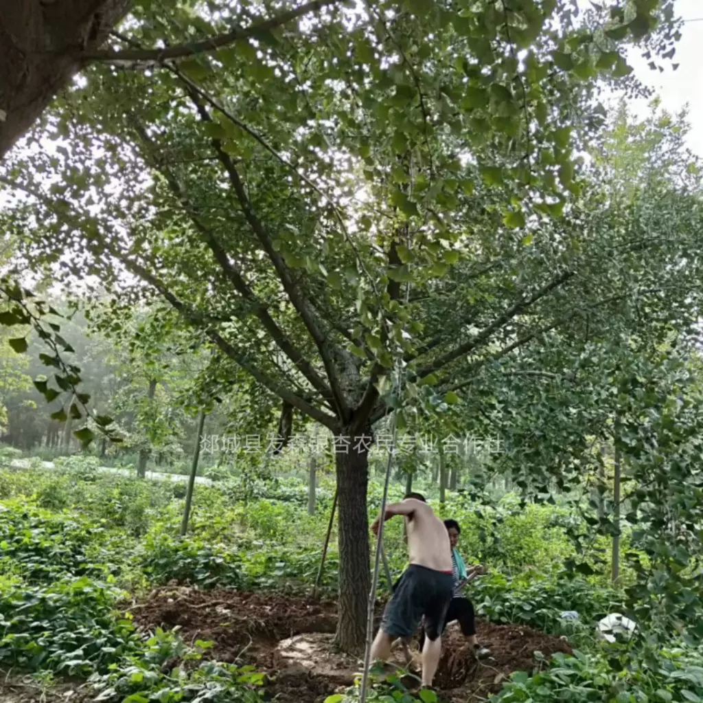 中国银杏之乡-销售直径25公分嫁接银杏树 规格齐全 数量充足