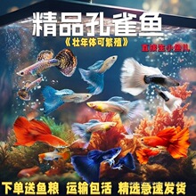 ��ȸ�~�^�p�~���w���~�ᎧС�͵�ˮ�R�Pβ�~���B�ͻ��׷�ֳ���~��