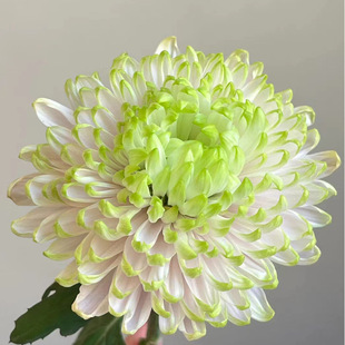 Anna Chrysanthemum Kunming Chenggong Anna Chrysanthemum Flower Arrangement for Buddha Home Floral Arrangement Flowers Dounan Base Wholesale