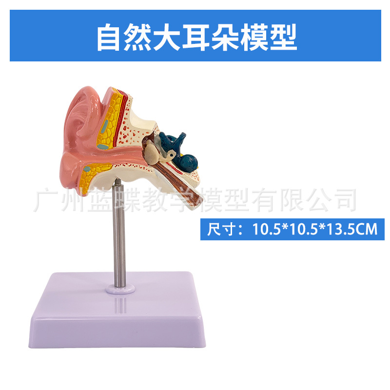 ��ѧ�����������Ŵ�ģ�Ͷ����������ڶ�������ϵͳ���乹��ҽѧ