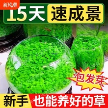 �~��ˮ�ݷN�����B����ƿ�Gֲ��N��ˮ�������������b��쾰�ײ�