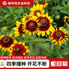 ͺĿշNѩɽѩջN ͥԺܷNļ