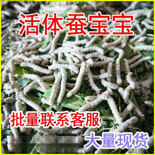 �Q�������w��z��ɫ�����Q�W���B�Q���b�s���Q���g�g�Q����ɣ�~