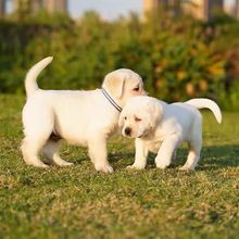拉布拉多幼犬幼犬活体出售导盲犬纯种拉布拉多犬幼崽中型犬宠物狗