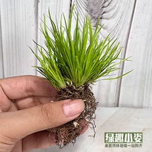 ���Bƿ�r������Сֲ���diy���ָ���ˮʯɽ����ˮ��̦�\΢���^