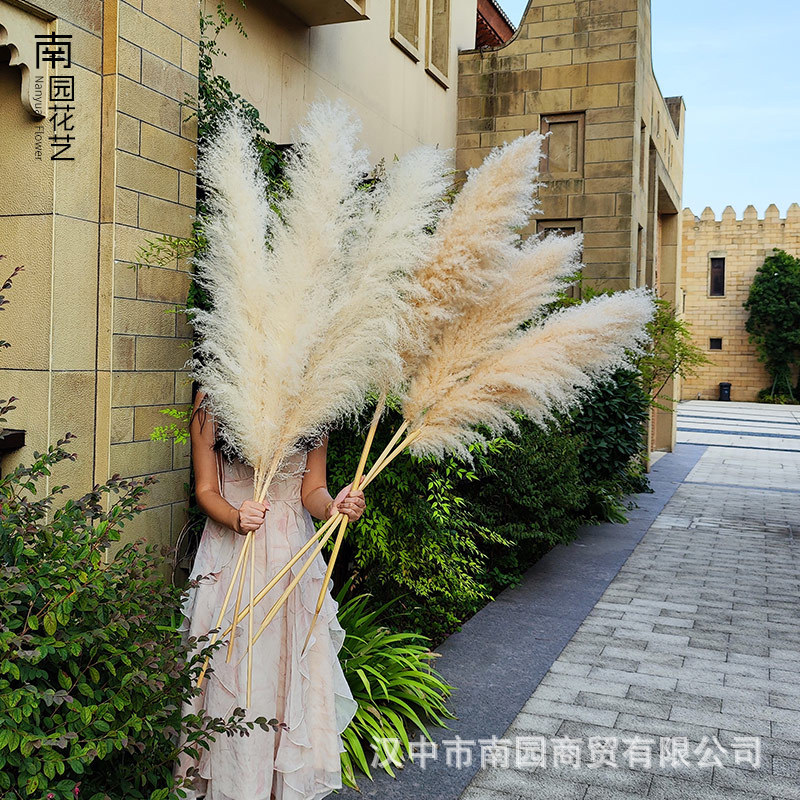 Wholesale natural reed dried flowers large reed flowers wedding home decoration ornaments simulated reed bouquets Valentine's Day