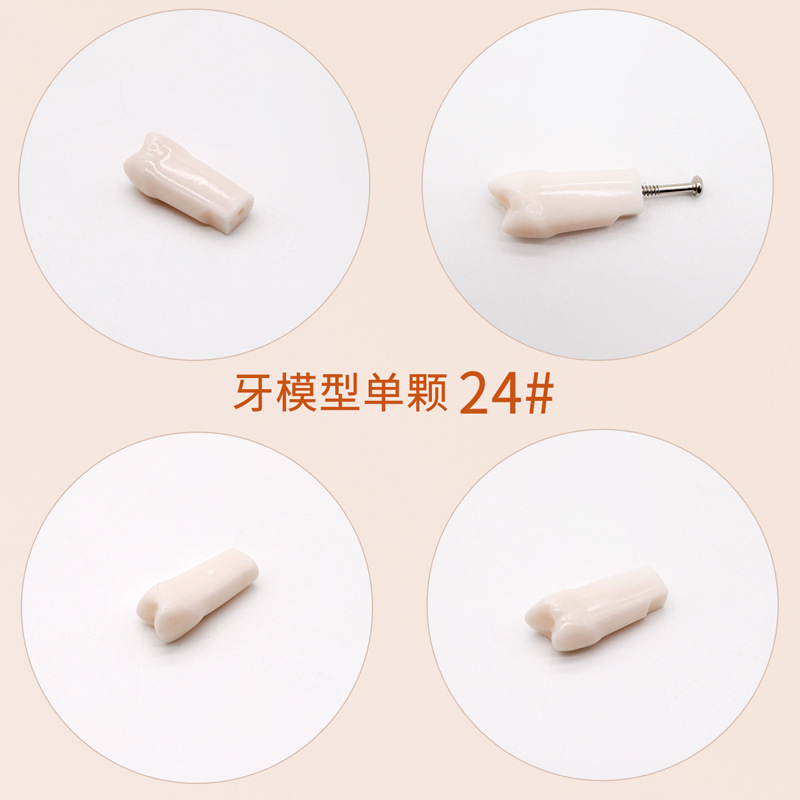 Práctica dental resina de partículas dentales dispersa simulación de partículas dentales de resina dientes aislados dientes enteros 28 / 32 partículas dentales