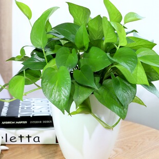 G}ˮֲ҃ȃ՚GֲļB辰