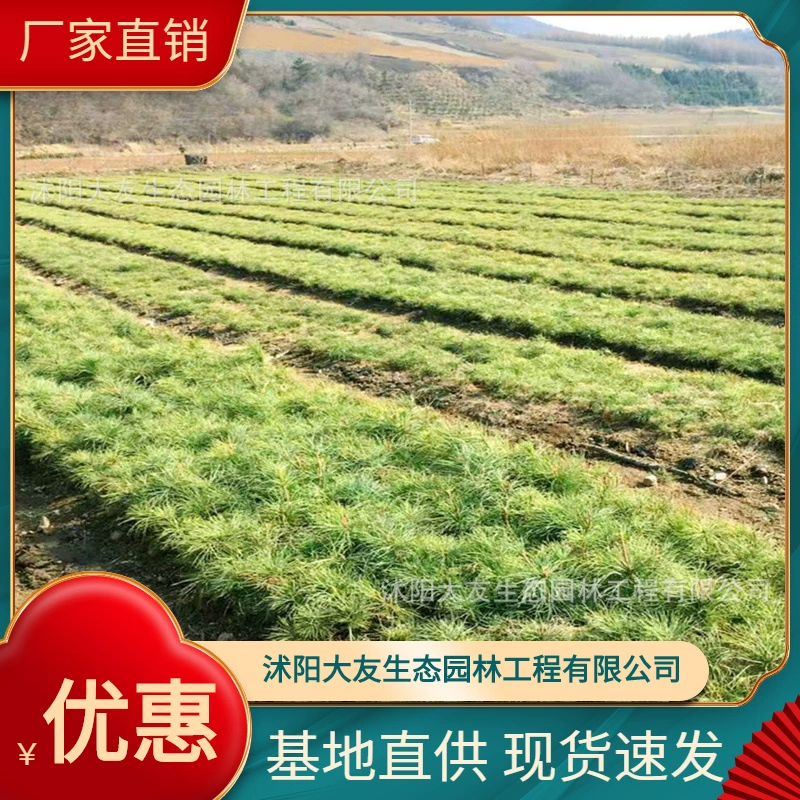 Базовые оптом саженцы красной сосны собственного производства Живописный пейзаж дорога сад инженерные Зеленые саженцы