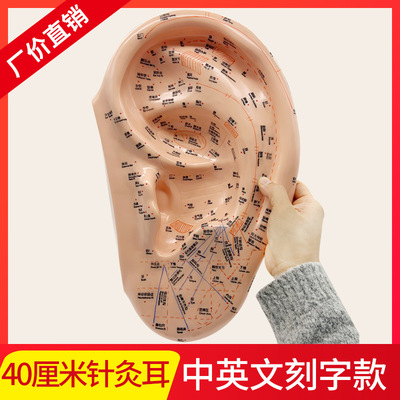 中英文40cm大号耳模按摩耳针灸耳模型 耳穴反射区中医用教学模特|ru