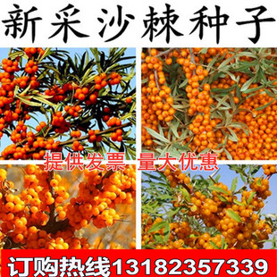 水果药材种子 沙棘种子 带刺植物 沙枣醋柳黄酸刺酸刺 沙棘树种子-阿里巴巴