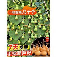 手捻小葫芦籽种四季观赏葫芦种子阳台庭院爬藤文玩葫芦盆栽植物