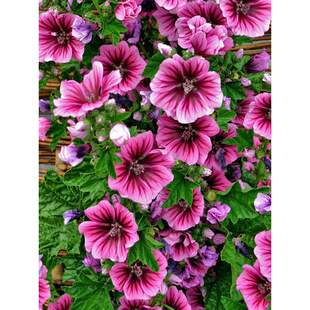 �\�����N���ļ��̨ͥԺ�ͺ�����Խ���G�����X�ϻ������ѷNֲ����