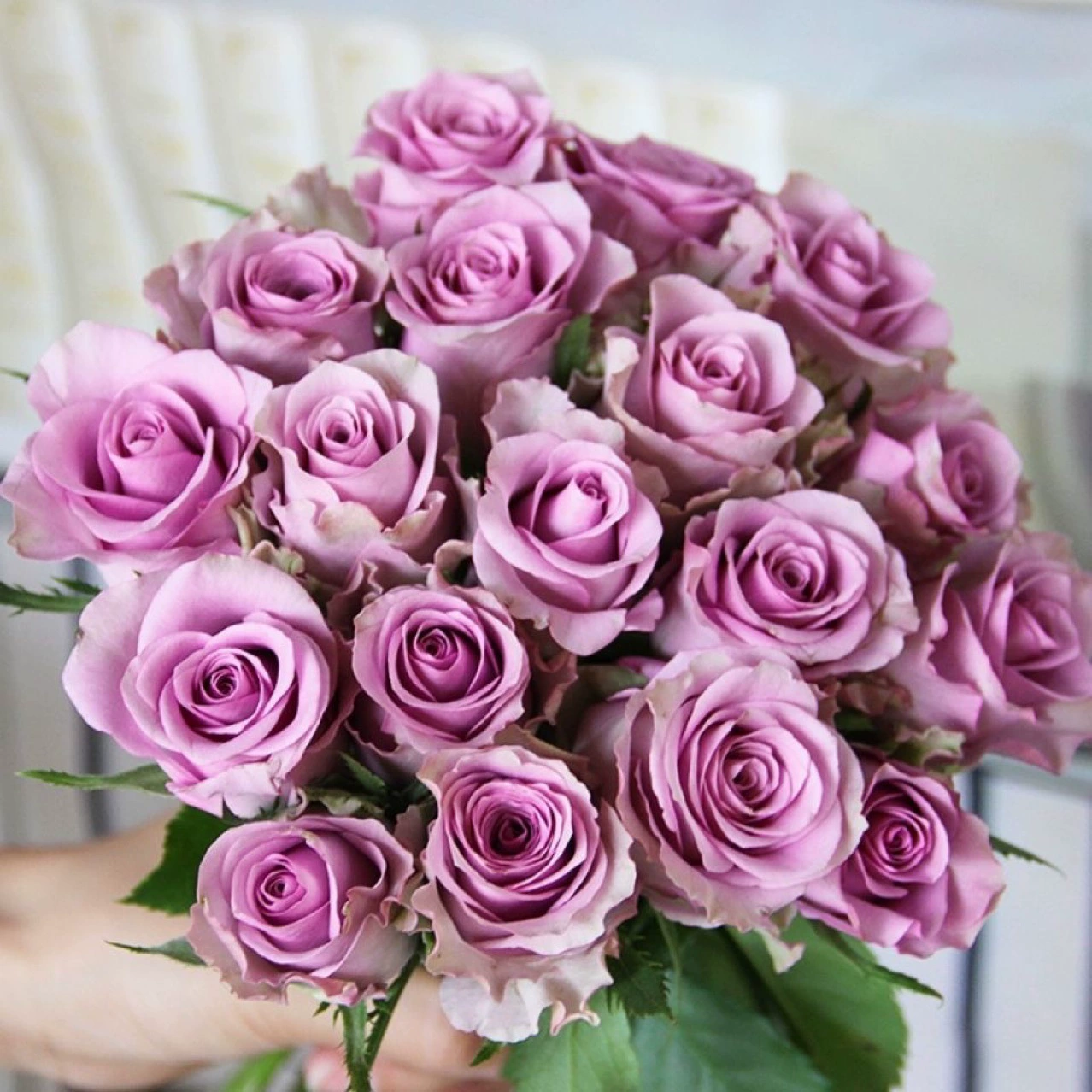 Юньнань Роза Свежесрезанный цветок Мяо Цзы Ся Фея плато красный Фрейд Мисс Свинья Ло Шен Гордость Мяо