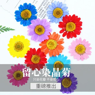 留心染晶菊雏菊干花压花diy贺卡书签滴胶配件蜡烛配材包押花真花