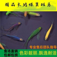 蝶の羽 ゼブラフィッシュ ロングテール ロングフィン 冷水魚 観賞魚 蛍光魚 小型熱帯魚 生きた魚 古代の養魚