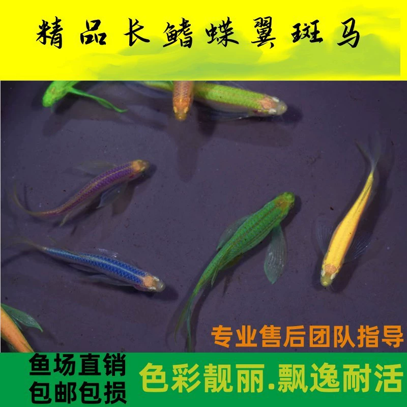 Зебра с крыльями бабочки, длиннохвостая длиннокрылая холодная рыба, декоративная рыба, флуоресцентная рыба, маленькая тропическая рыба, живая рыба, древняя рыбоводческая промышленность.