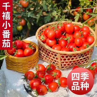 ɽ�|�H���������ڳ���Ƥǧ��С�������t���ļ��̨����ǧ������