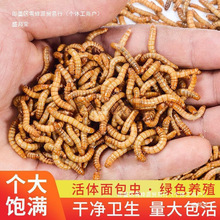 ����x���x�S���x�����~�����}������x��ü�Bʳ�˸����x��~�Ї�