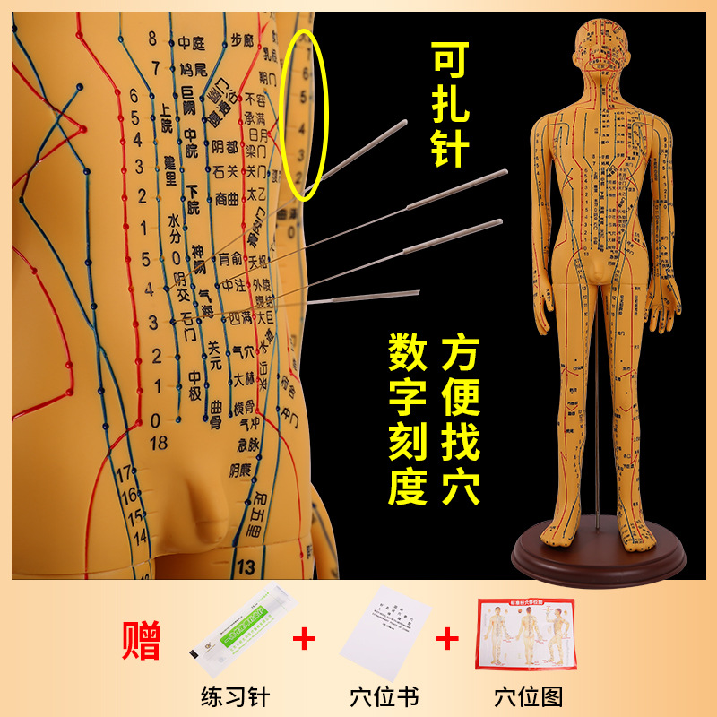 60CM�������ģ�;���Ѩλ��ҽʮ��ͭ��ģ��ͼС��������ϰСƤ��