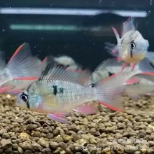 �Ꭷ�^�p�~�����S���P�˵�ˮС���~����ԭ���~�ݸ׶������m�P���~