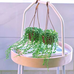 �������˜I������m�����҃Ȳ�ʿ�Dާ�Gֲ�����՚��ļ�����ֲ��