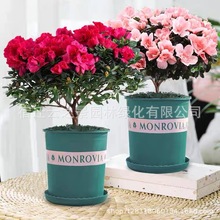 批发杜鹃花四季开花盆栽观花植物映山红粉杜鹃绿植桌面阳台花花卉