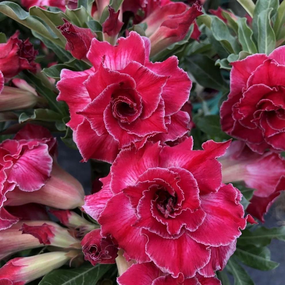 274243c5-aa8a-450d-9168-126cc8a89b2a.jpe