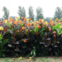 �S�����l ˮ�����~���˽� �˹���ع��@ͦˮֲ�� ˮ������