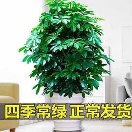 新款七叶来财室内栽水养发财树树八方绿植花卉鸭脚木植物莲水培盆