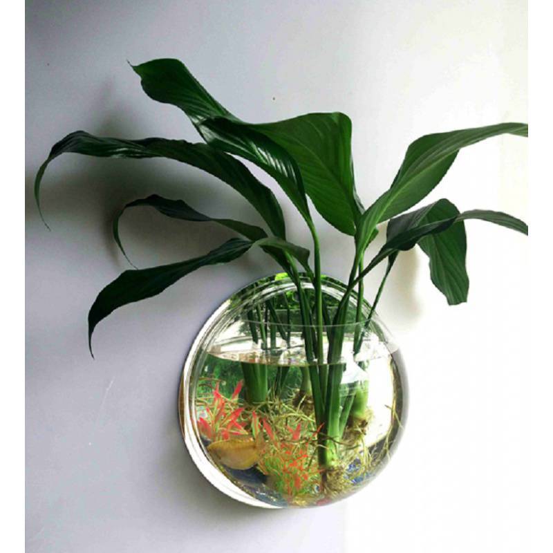 水培金钱发财树绿植园艺仿真花卉常青藤水养盆栽亚克力花瓶绿萝
